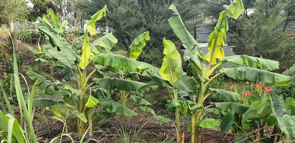 Permaculture