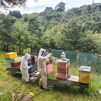 Introduction to Beekeeping