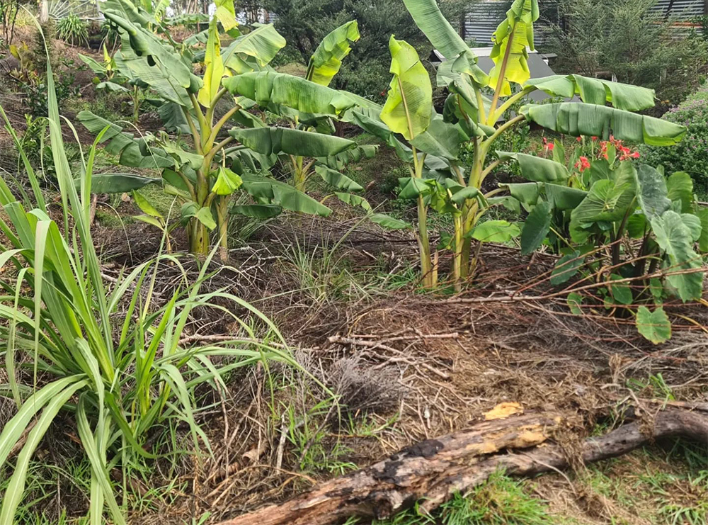 Community permaculture projects